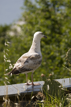 Common gull or Larus canus from behindの写真素材