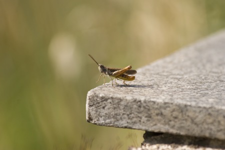 Beautiful Grasshopperの写真素材