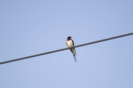 Hirundo rustica or barn swallow on a wireの写真素材