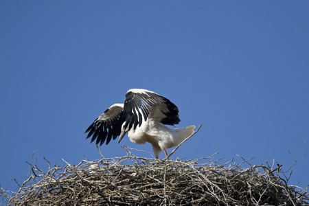 Ciconia ciconia or White Stork in a nestの写真素材