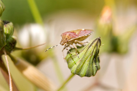 Chrysolina varians beetle on a flower