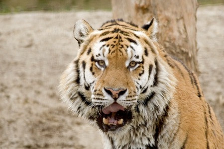 Panthera tigris altaica or Siberian tigerの写真素材
