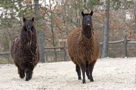 Two funny Lama glama or llamasの写真素材