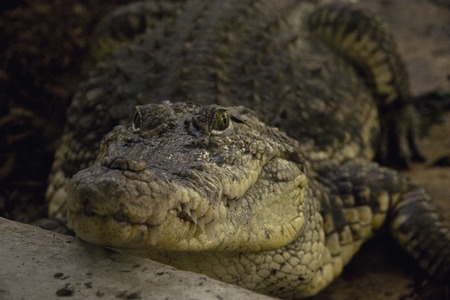 Alligator mississippiensis or American alligatorの写真素材