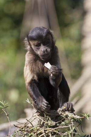 Tufted capuchin (Sapajus apella), also known as brown capuchin, black-capped capuchin, or pin monkey eating food on top of a tree.の写真素材