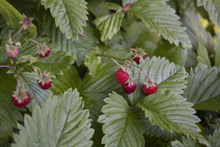 Fragaria vesca or wild, woodland, Alpine, Carpathian and European strawberry, or fraisier des boi. Green leaves and red fruit.の写真素材