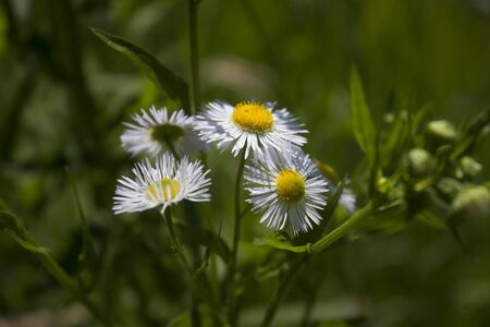 Flower field in the spring time. White flower in the focus with green background. Nature shot with close up flowers.の写真素材