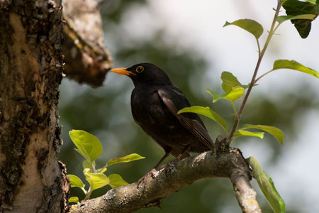 Male blackbird or Turdus merula in spring time shot in a tree. Male blackbird is singing to attract...