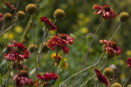 Flower field in the spring time. Red flowers with green background. Spring and summer scene. Nature scenery. Filed of red flowers.の写真素材