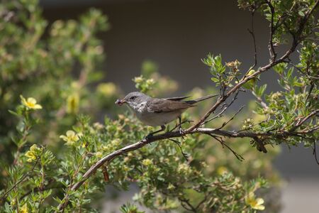 Whitethroat or Sylvia communis on a branch in the summer time. Beautiful bird carrying a seed in his beak.の写真素材