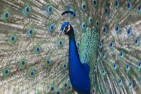 Common peafowl or peacock. Male peacock is showing off his beautiful colorful feathers.の写真素材