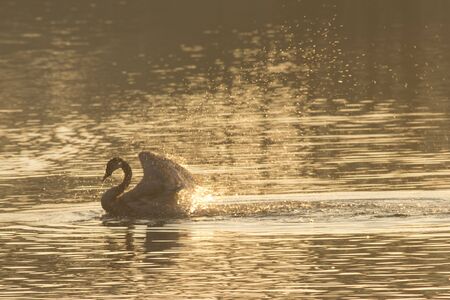 Swan in the morning sunlightの写真素材