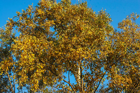 White birch forest