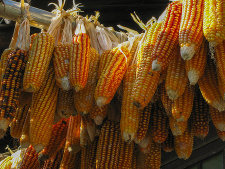The vertical suspension of corn drying in the countryside