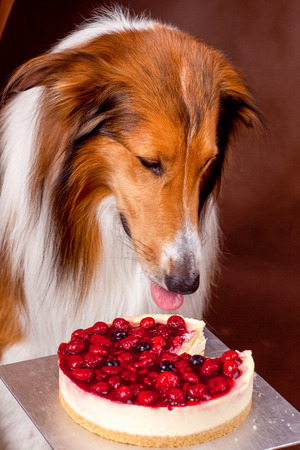 Purebred Rough Collie dog portrait  in studioの写真素材