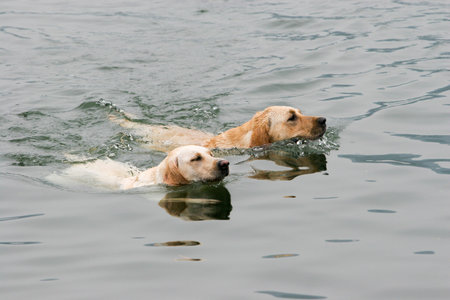 Two Purebred Labrador retriever dog portrait  in outdoorsの写真素材
