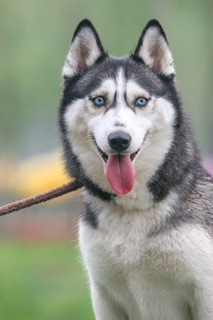 Purebred Siberian husky  dog  portrait  in outdoorsの写真素材