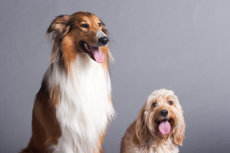 Mixed Cocker Spaniel and Rough Collie portrait  in studio