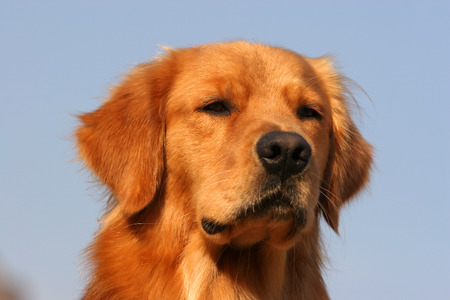 Purebred Golden Retriever dog portrait  in outdoorsの写真素材
