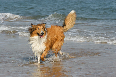 Purebred Rough Collie dog portrait  in outdoorsの写真素材