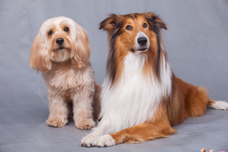 Mixed Cocker Spaniel and Rough Collie portrait  in studioの写真素材