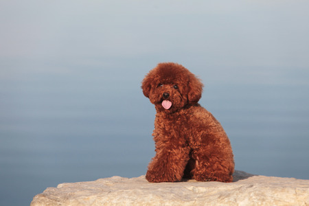 The  purebred poodle dog portrait  in outdoorsの写真素材