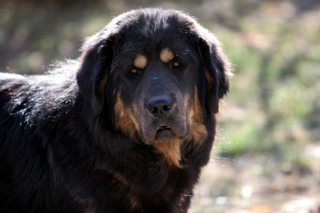 Tibetan Mastiff dog lying on the lawn which is a highly intelligent independent strong willed and rather reserved dogの写真素材