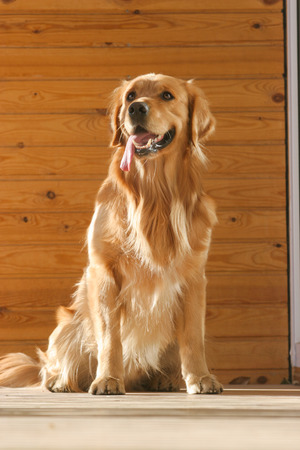 Purebred Golden Retriever dog portrait  in outdoorsの写真素材