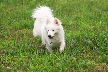 Purebred Japanese Spitz dog portrait  in outdoorsの写真素材