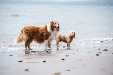 Mixed Cocker Spaniel and Rough Collie portrait  in outdoorsの写真素材