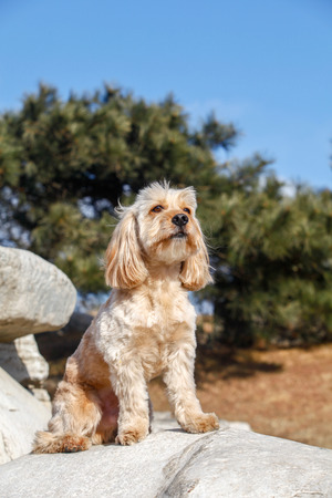 Mixed Cocker Spaniel dog portrait  in outdoorsの写真素材