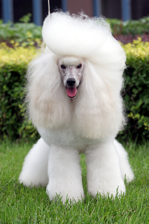 purebred big poodle dog portraitの写真素材