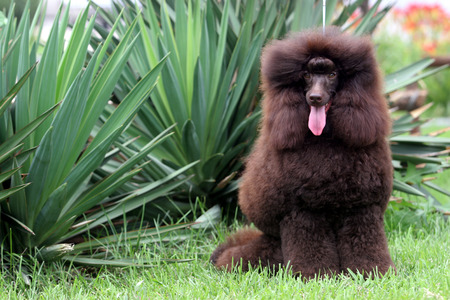 The  purebred big poodle dog portraitの写真素材