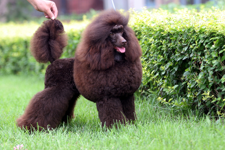 The purebred big poodle dog portraitの写真素材