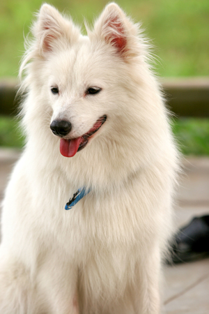 Purebred Japanese Spitz dog portrait in outdoorsの写真素材