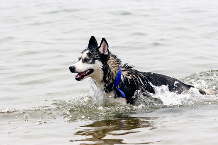 Purebred Siberian Husky swimming in the seaの写真素材