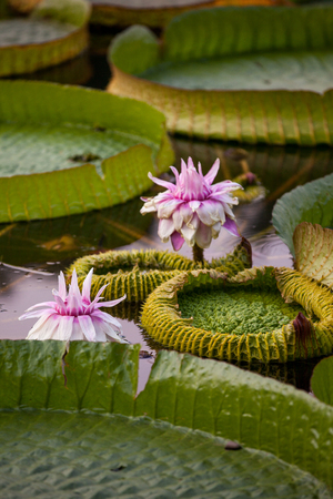 lotus flower and leaf at pondの写真素材