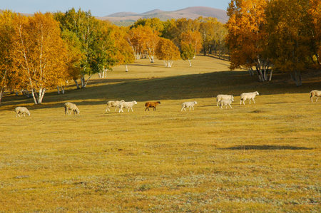 sheep herd in mountains during autumn