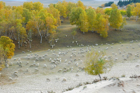 sheep herd in mountains during autumn
