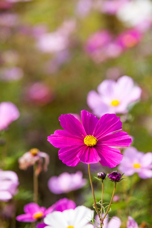 Pink Cosmos flowersの写真素材