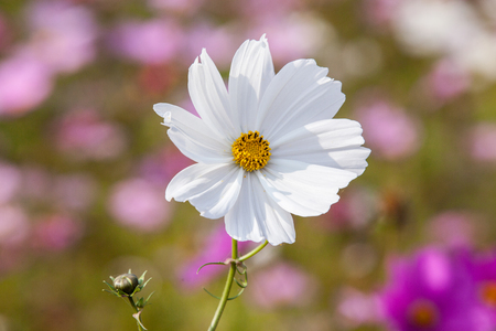 Cosmos flowersの写真素材