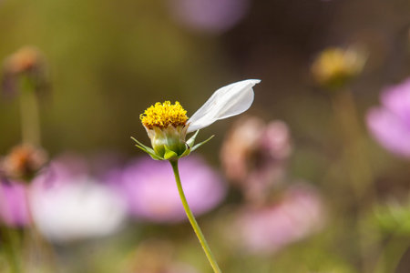 Cosmos flowersの写真素材