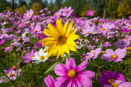 Sunflower blooming in the gardenの写真素材