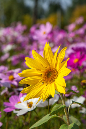 Sunflower blooming in the gardenの写真素材