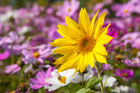 Sunflower blooming in the gardenの写真素材
