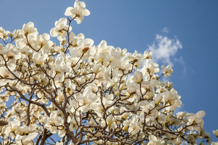light white magnolia flowers on blue sky background.の写真素材