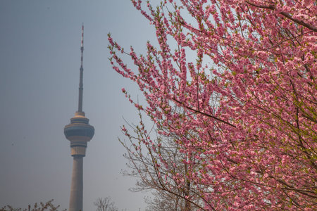 cherry blossom sakura with nice blue sky