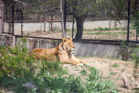 Lions live in the Badaling Wild Animal Park in Beijing, Chinaのeditorial素材