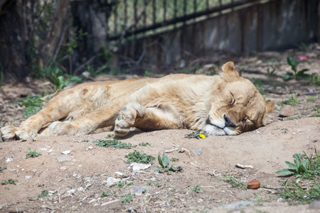 Lions live in the Badaling Wild Animal Park in Beijing, Chinaのeditorial素材
