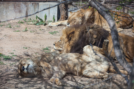 Lionsの写真素材